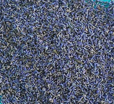 Lavender Buds